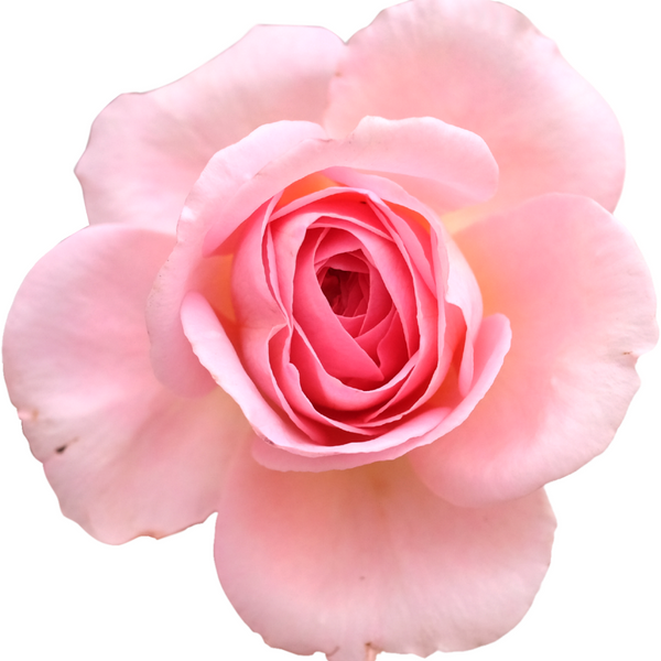 Лифтинг-крем "Роза" для сухой и комбинированной кожи с пептидом для упругости и екстрактом розы 40+ 1002 фото